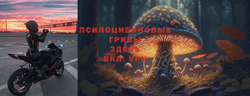 Галлюциногенные грибы MAGIC MUSHROOMS  закладки  Духовщина 